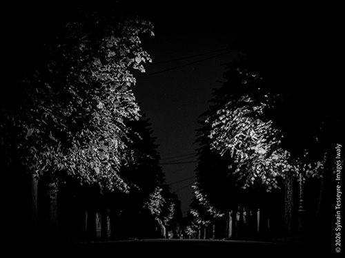Tree-lined avenue
